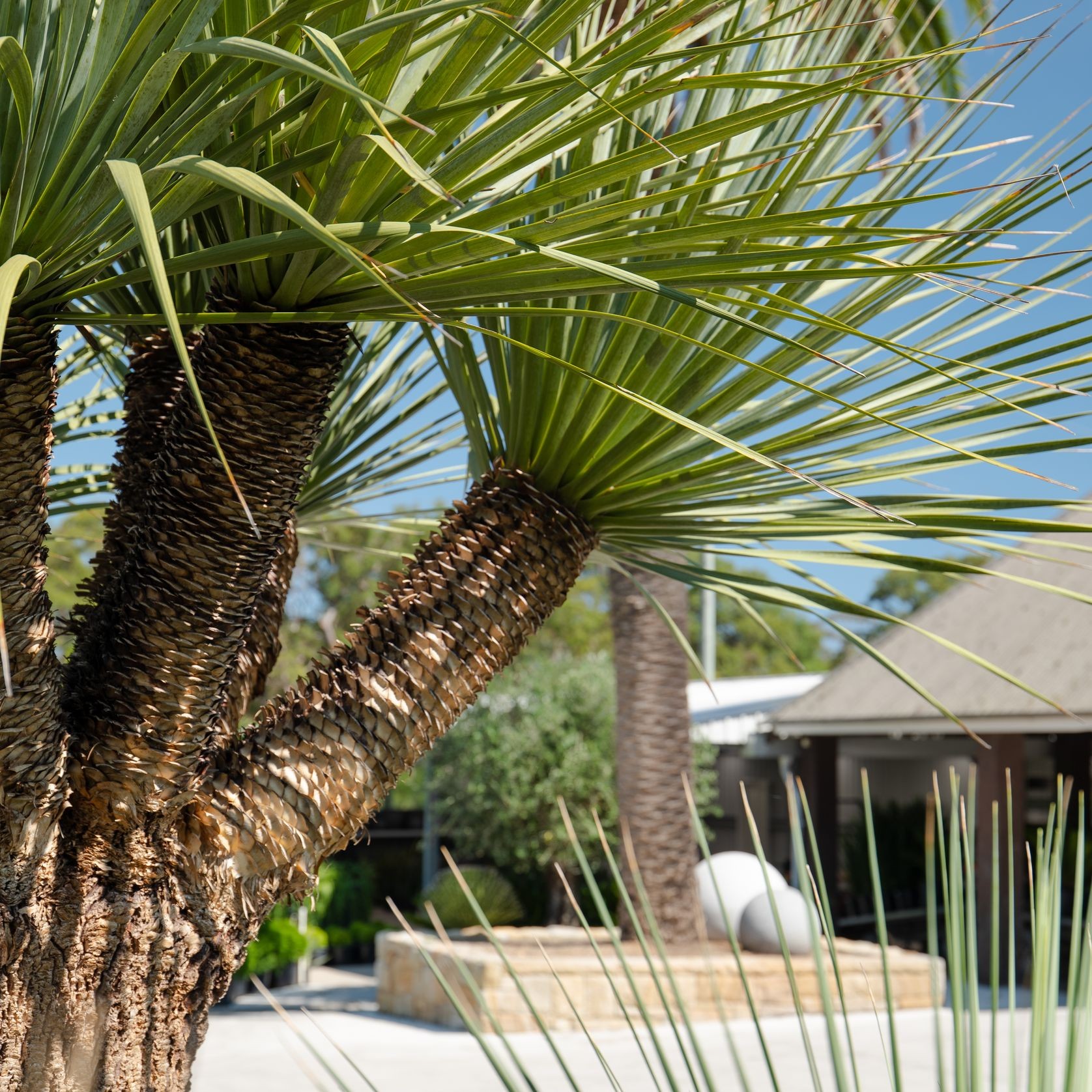 Nolina Nelsonii | Plants gallery detail image