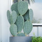 Opuntia Burbank Spineless | Plants gallery detail image