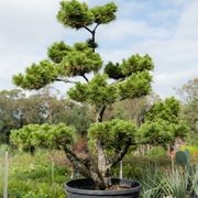 Pinus Thunbergii | Plants gallery detail image
