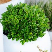 Pittosporum Tobira Miss Muffet | Plants gallery detail image