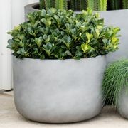 Rhaphiolepis indica Oriental Pearl | Plants gallery detail image