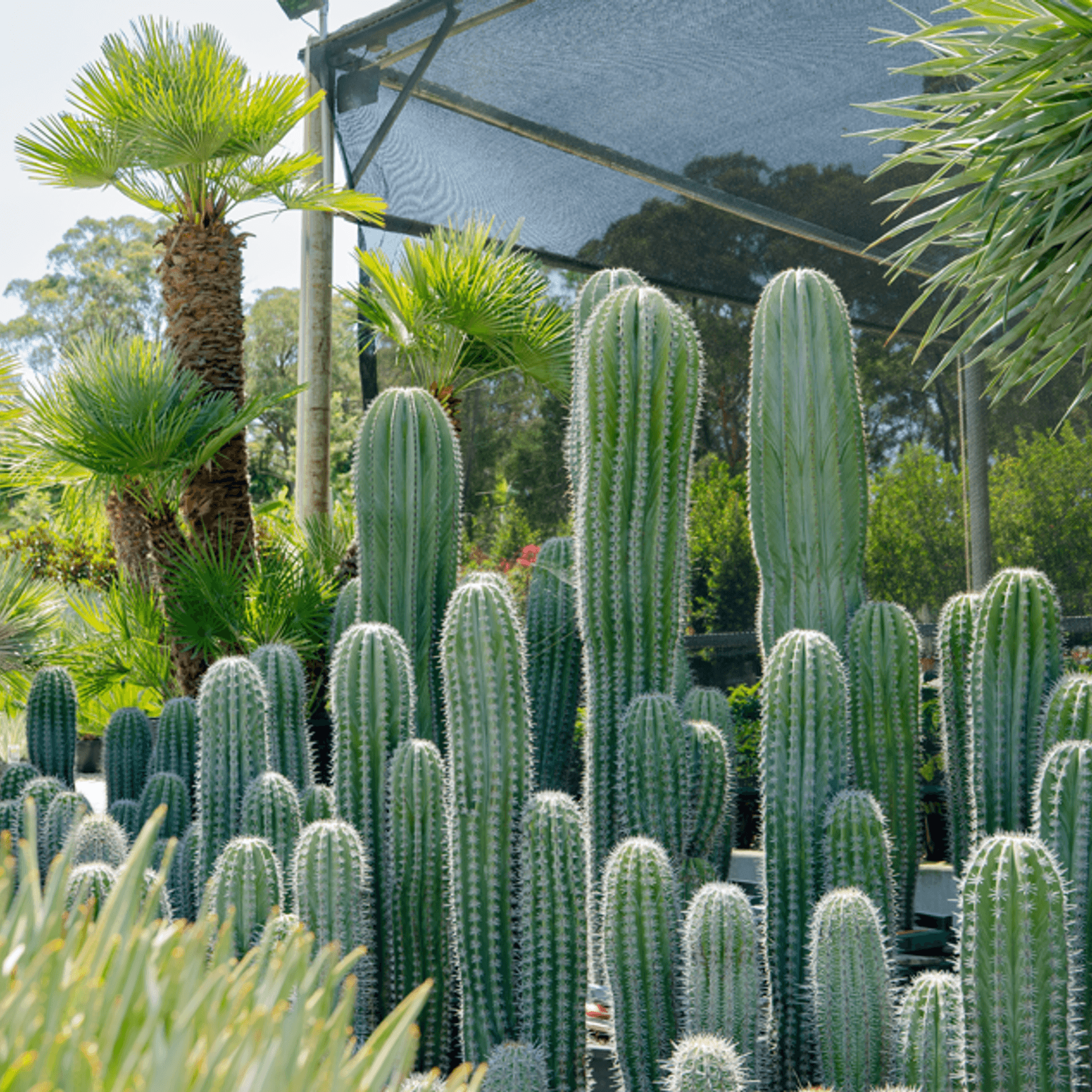 Pachycereus Pringlei | Plants gallery detail image