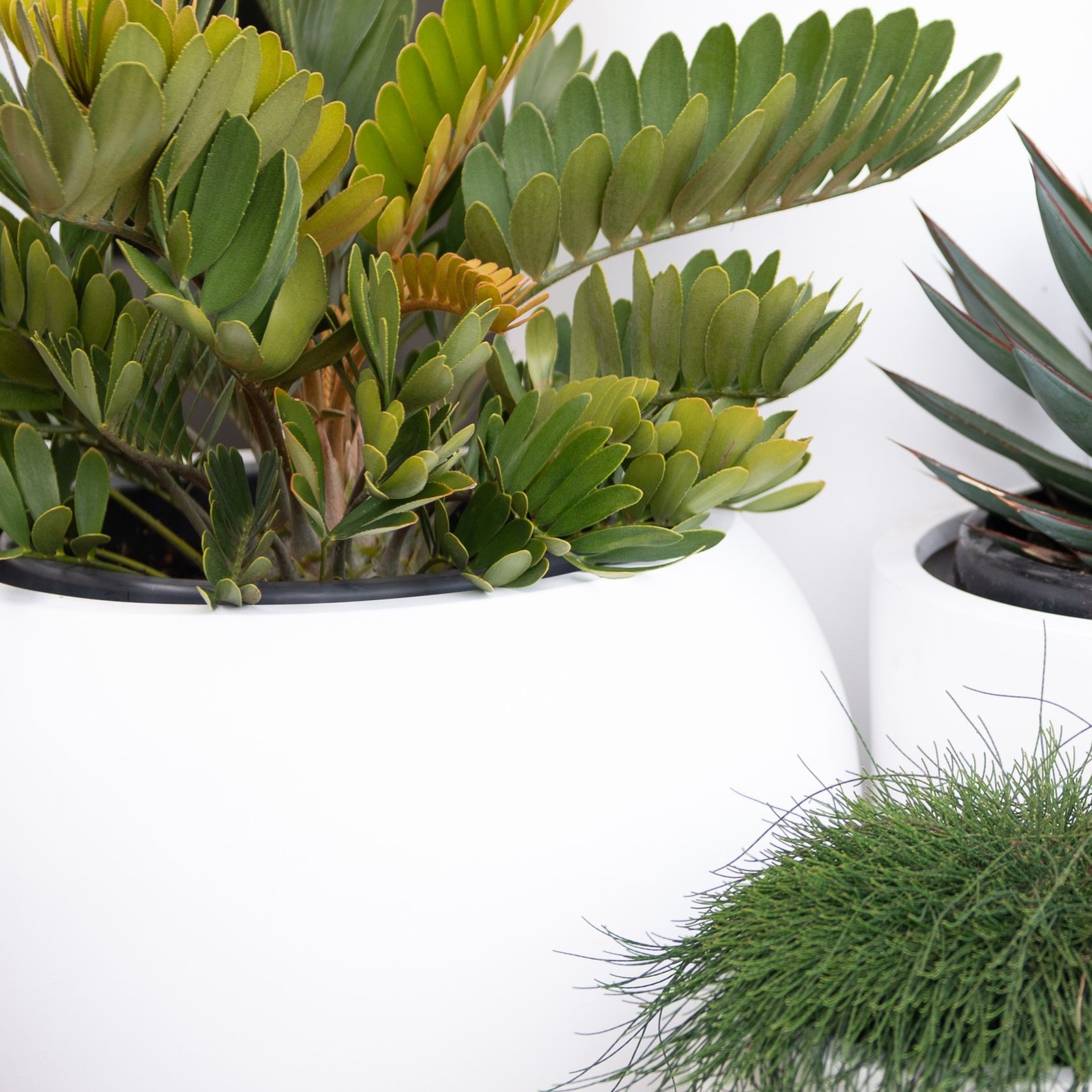 Zamia Furfuracea | Plants gallery detail image