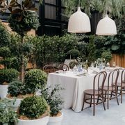 Plant Hire For Events | Hire Plants gallery detail image