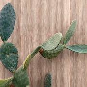 Sensi Terre | Porcelain Tiles gallery detail image