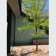 Eco Outdoor Hand Pressed Cement Tiles gallery detail image