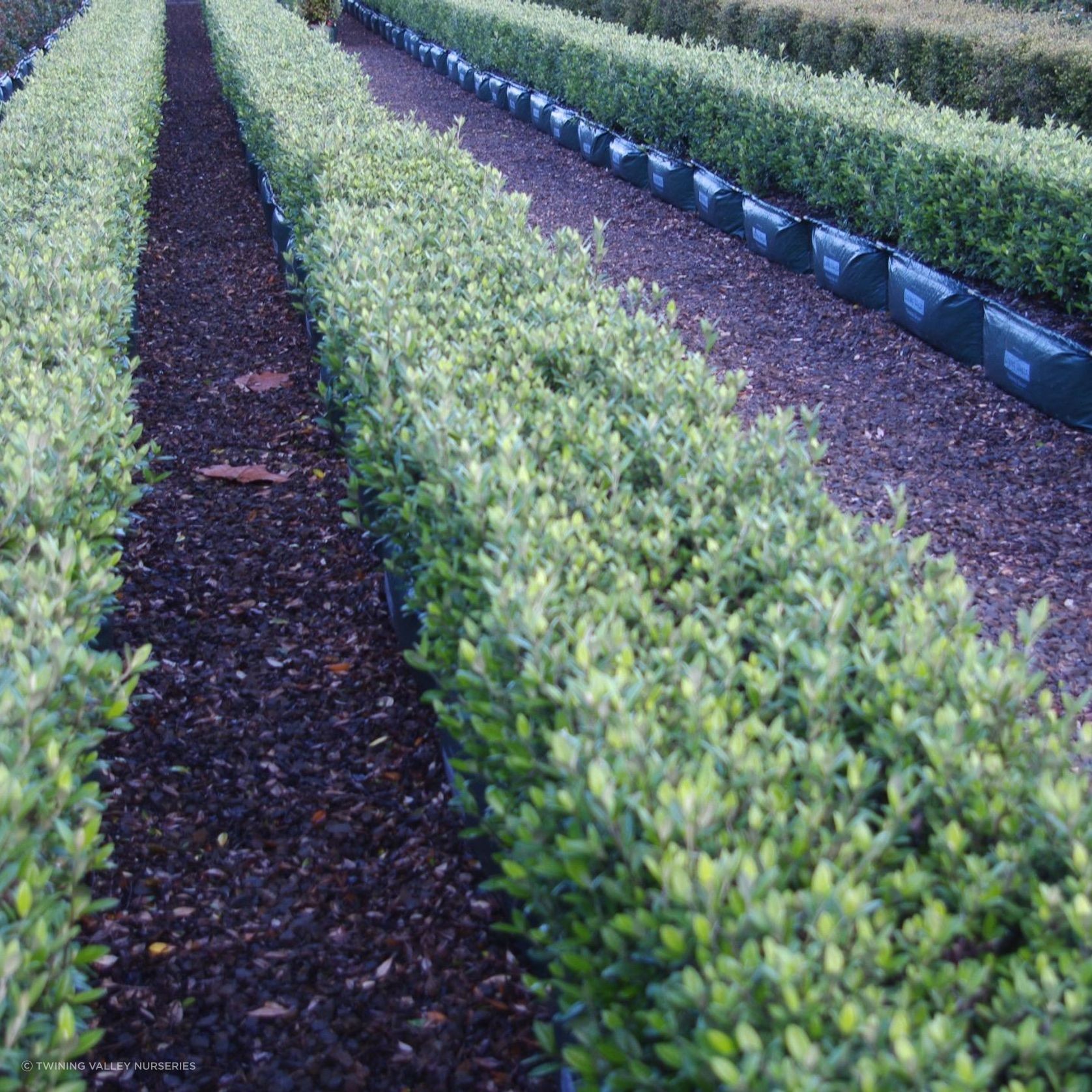 LIVING EDGE™ – low instant hedge range. gallery detail image