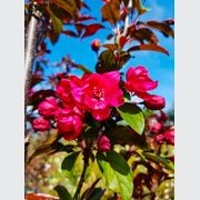 MALUS ‘Flamingo’ – Upright Deep Pink Crabapple gallery detail image