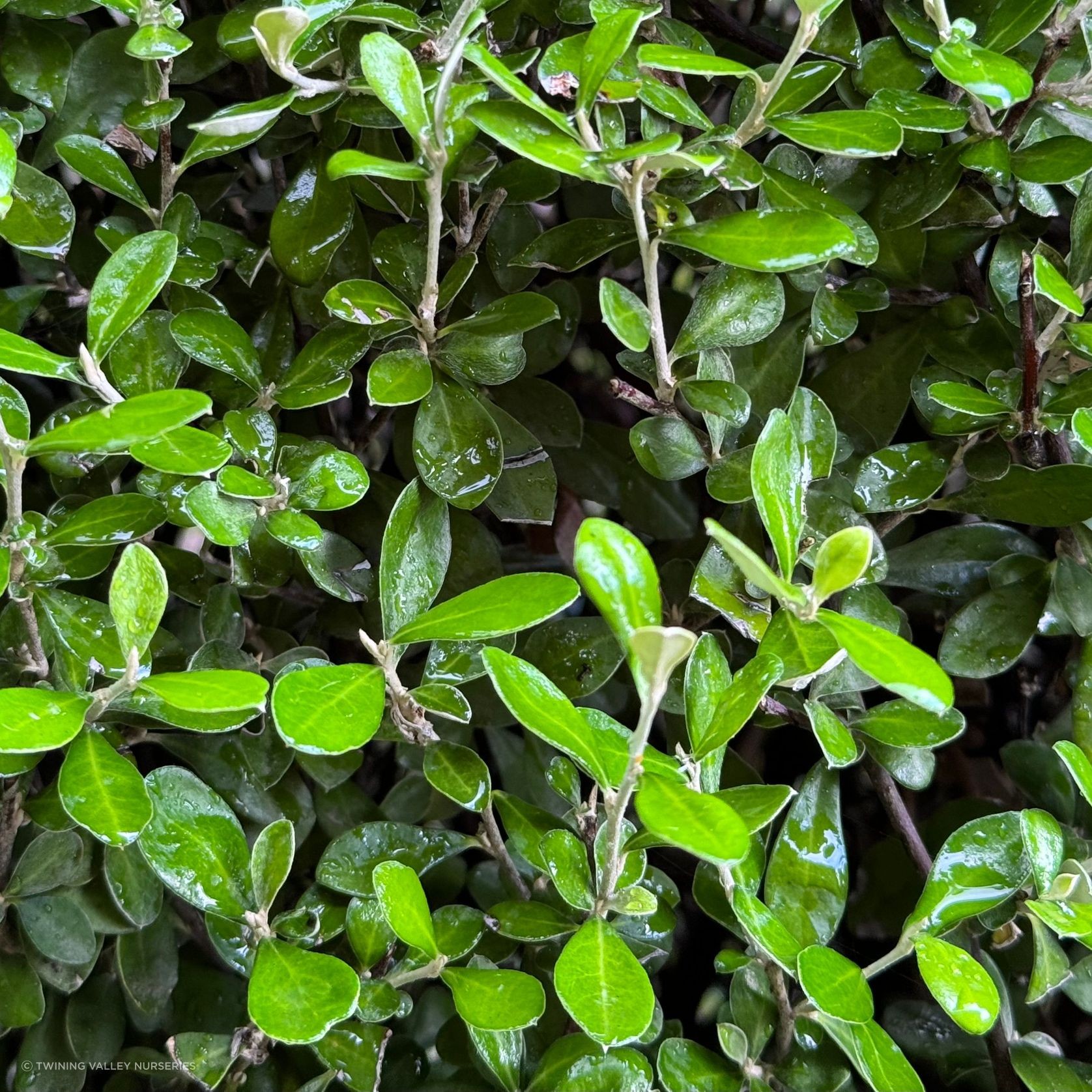 Corokia 'Clover' (PVR) instant hedge - mid-height gallery detail image