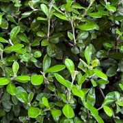 Corokia 'Clover' (PVR) instant hedge - mid-height gallery detail image