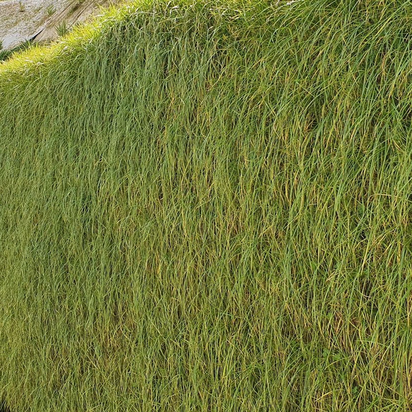 Flex MSE® Vegetated Wall System gallery detail image