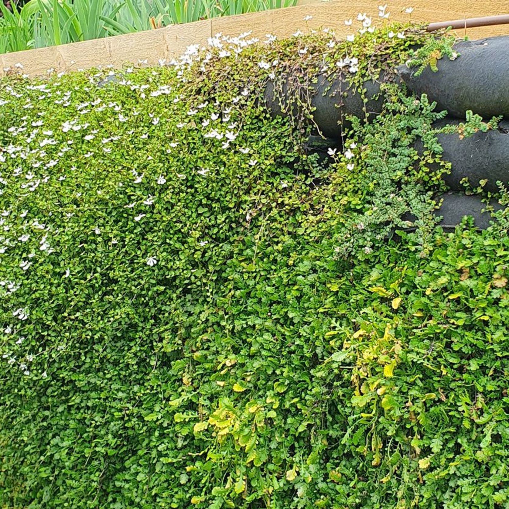 Flex MSE® Vegetated Wall System gallery detail image