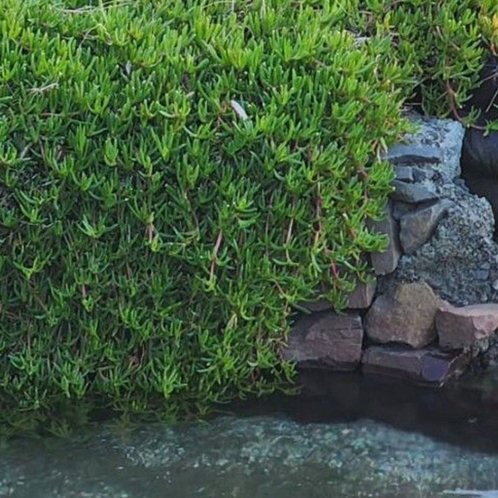 Flex MSE® Vegetated Wall System gallery detail image