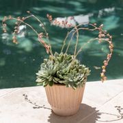 Rigato Lined Pots gallery detail image