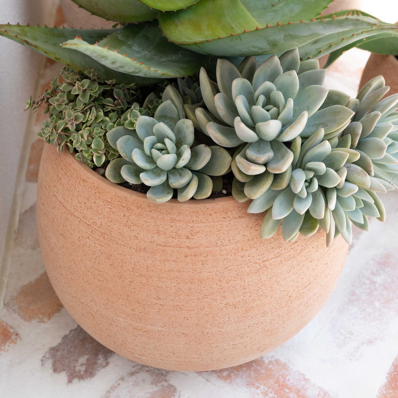 Erasmo Short Cup gallery detail image