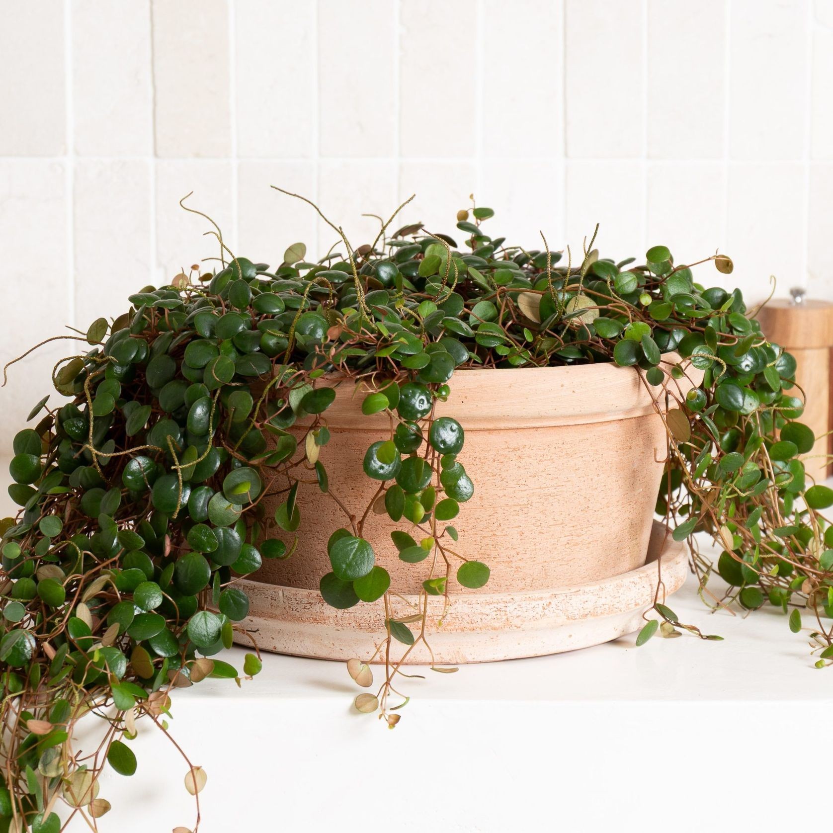 Etrusco Terracotta Pots Collection gallery detail image