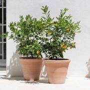 Etrusco Terracotta Pots Collection gallery detail image