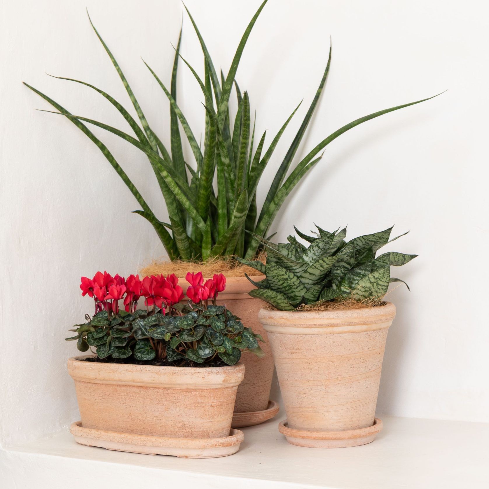 Etrusco Terracotta Pots Collection gallery detail image