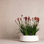 Hibernate 80 Degrees Low Bowl gallery detail image