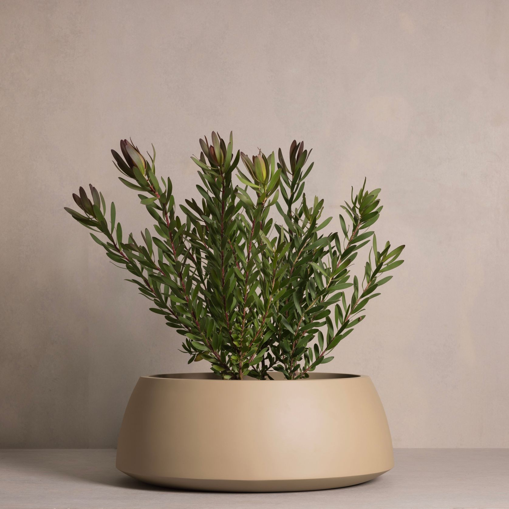 Hibernate 80 Degrees Low Bowl gallery detail image