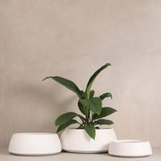 Hibernate 80 Degrees Low Bowl gallery detail image