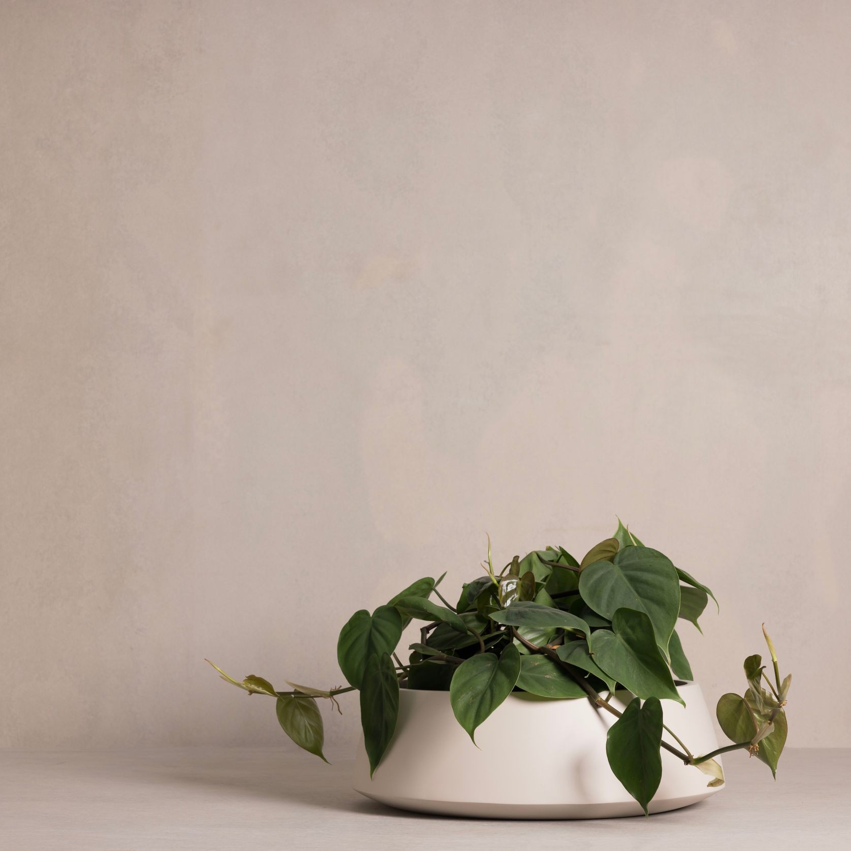 Hibernate 80 Degrees Low Bowl gallery detail image