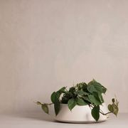 Hibernate 80 Degrees Low Bowl gallery detail image