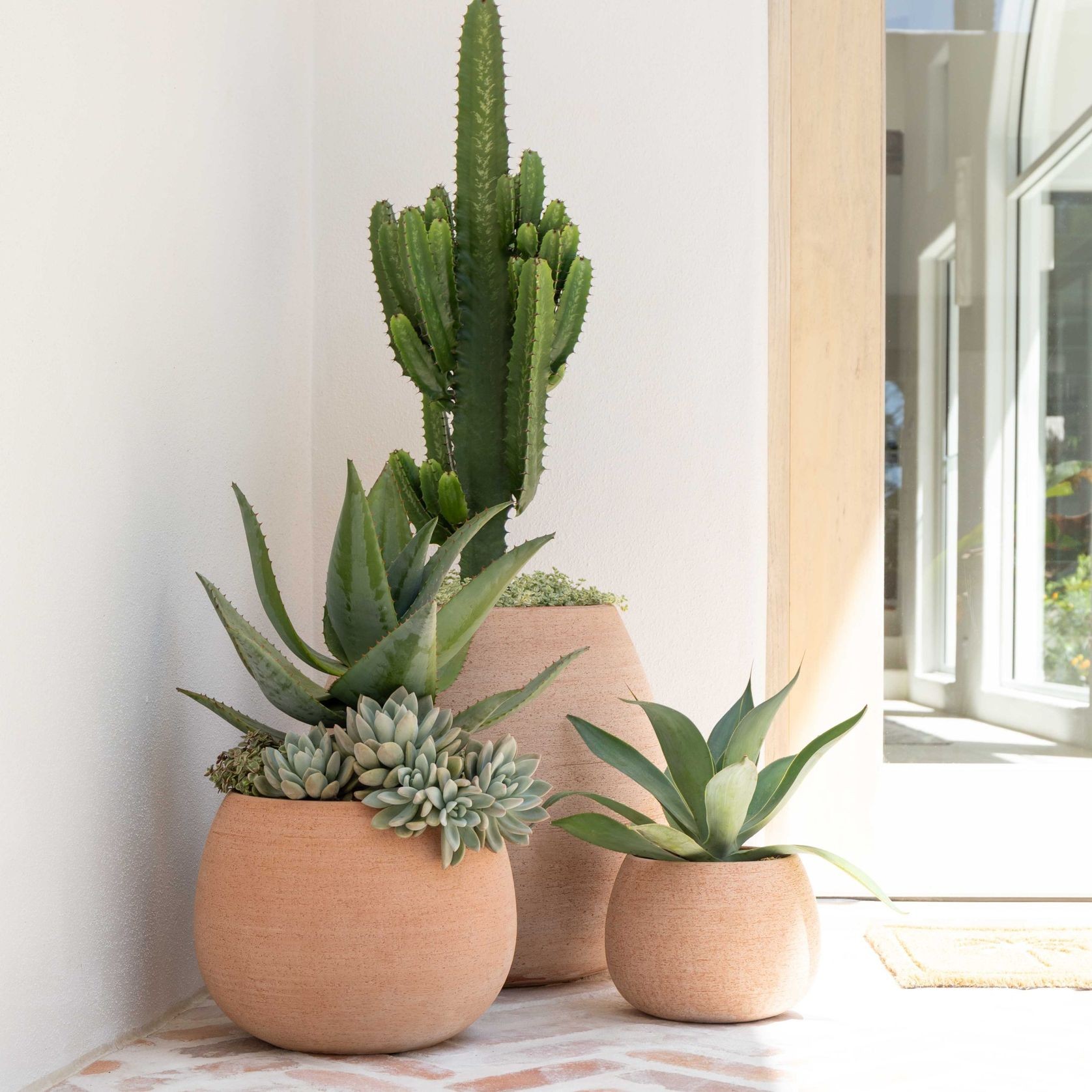 Erasmo Short Cup gallery detail image