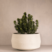 Hibernate NoMud 10 Degrees | Chalk gallery detail image