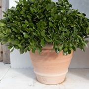 Perugia Pot gallery detail image