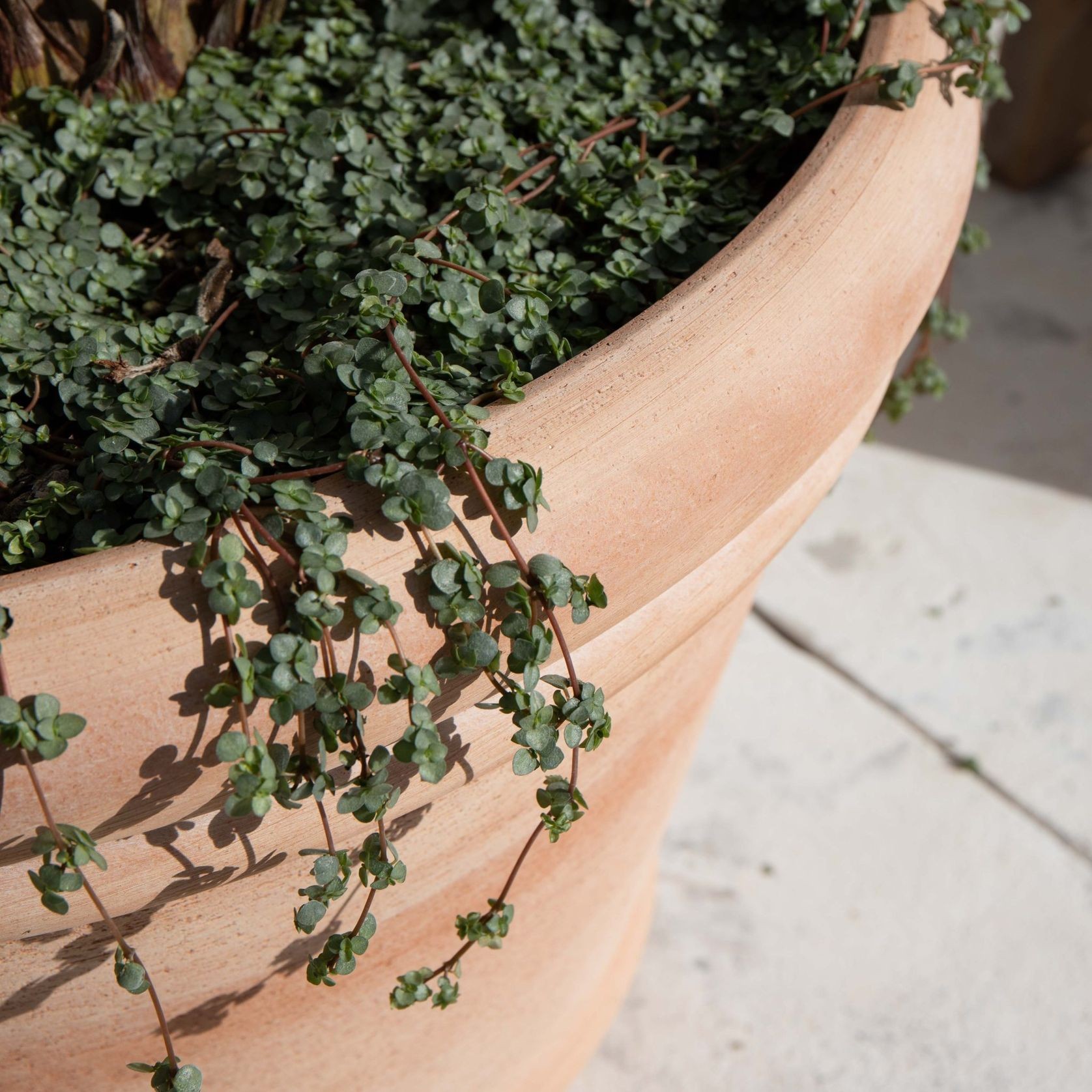 Perugia Pot gallery detail image