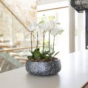 Syracuse Low Bowl gallery detail image