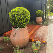 Old Stone - Ibis Jar gallery detail image