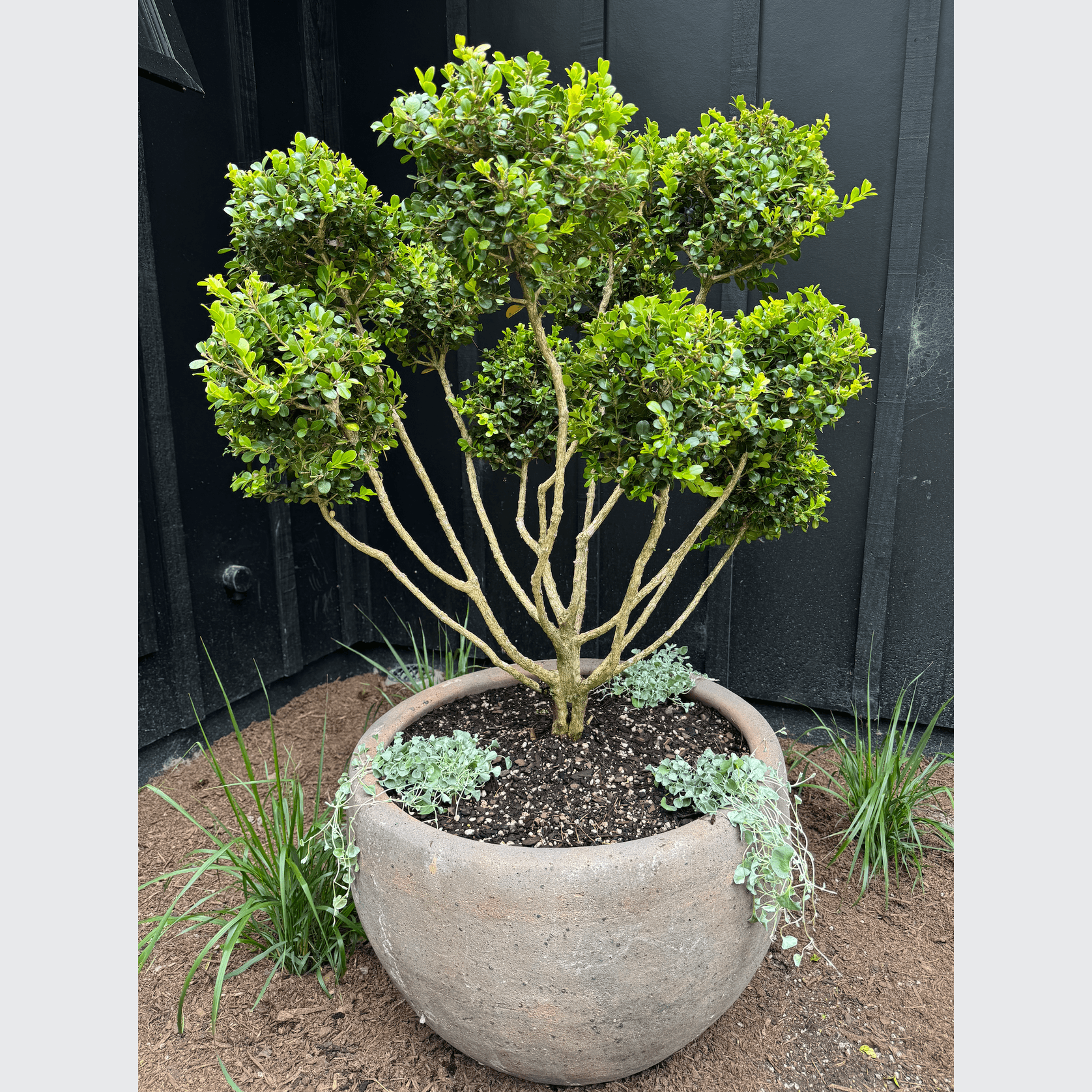 Old Stone - Ball Planter gallery detail image