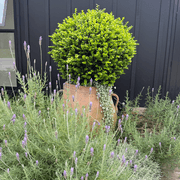 Old Stone - Ibis Jar gallery detail image