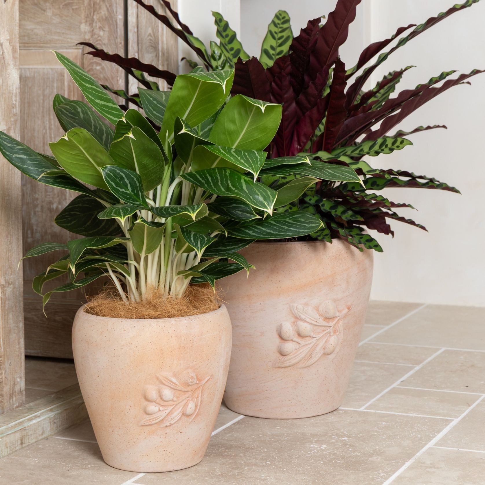 Tera Siena Olive Pot gallery detail image