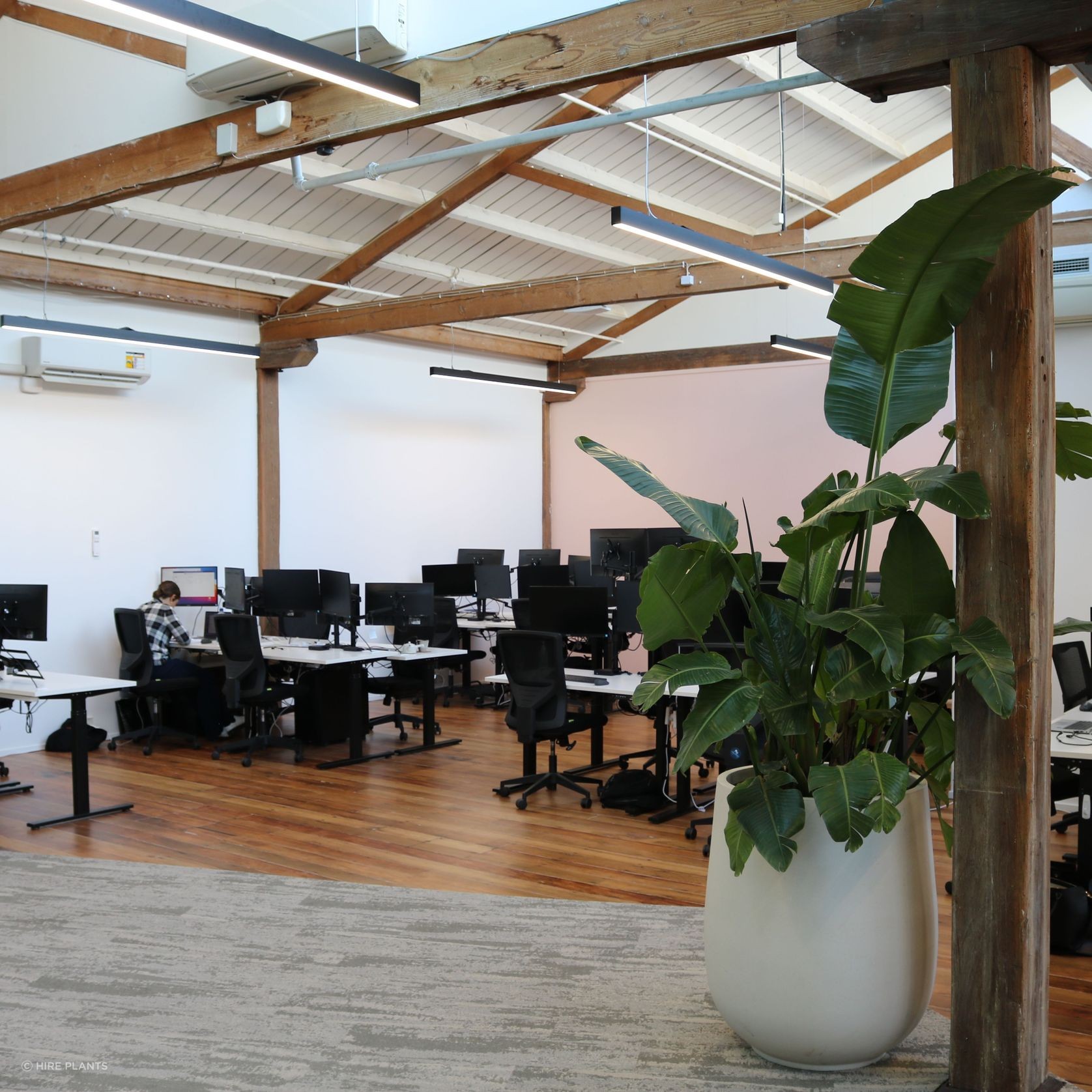 Indoor Plant Hire | Hire Plants gallery detail image