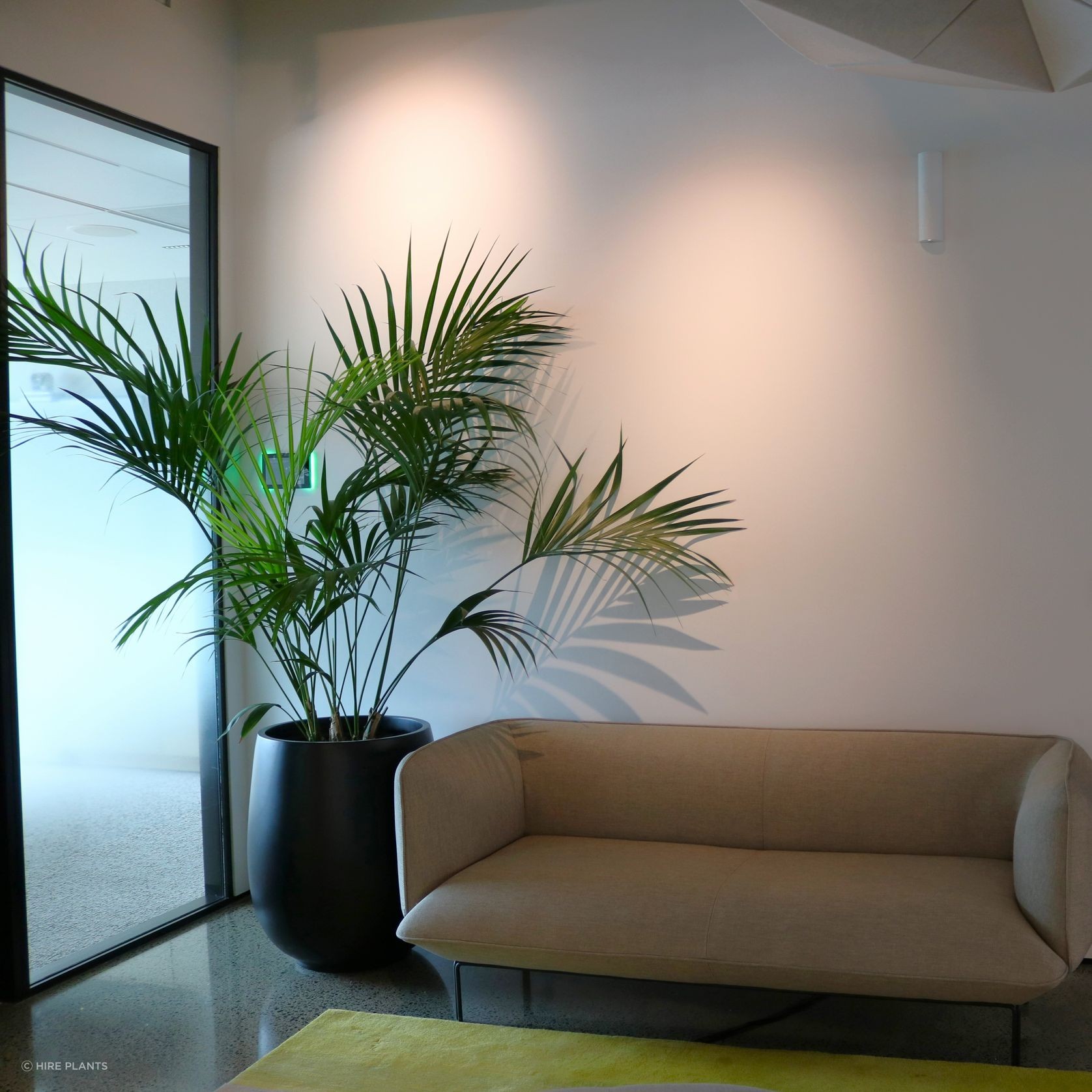 Indoor Plant Hire | Hire Plants gallery detail image