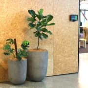 Indoor Plant Hire | Hire Plants gallery detail image