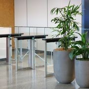 Indoor Plant Hire | Hire Plants gallery detail image