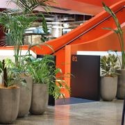 Indoor Plant Hire | Hire Plants gallery detail image