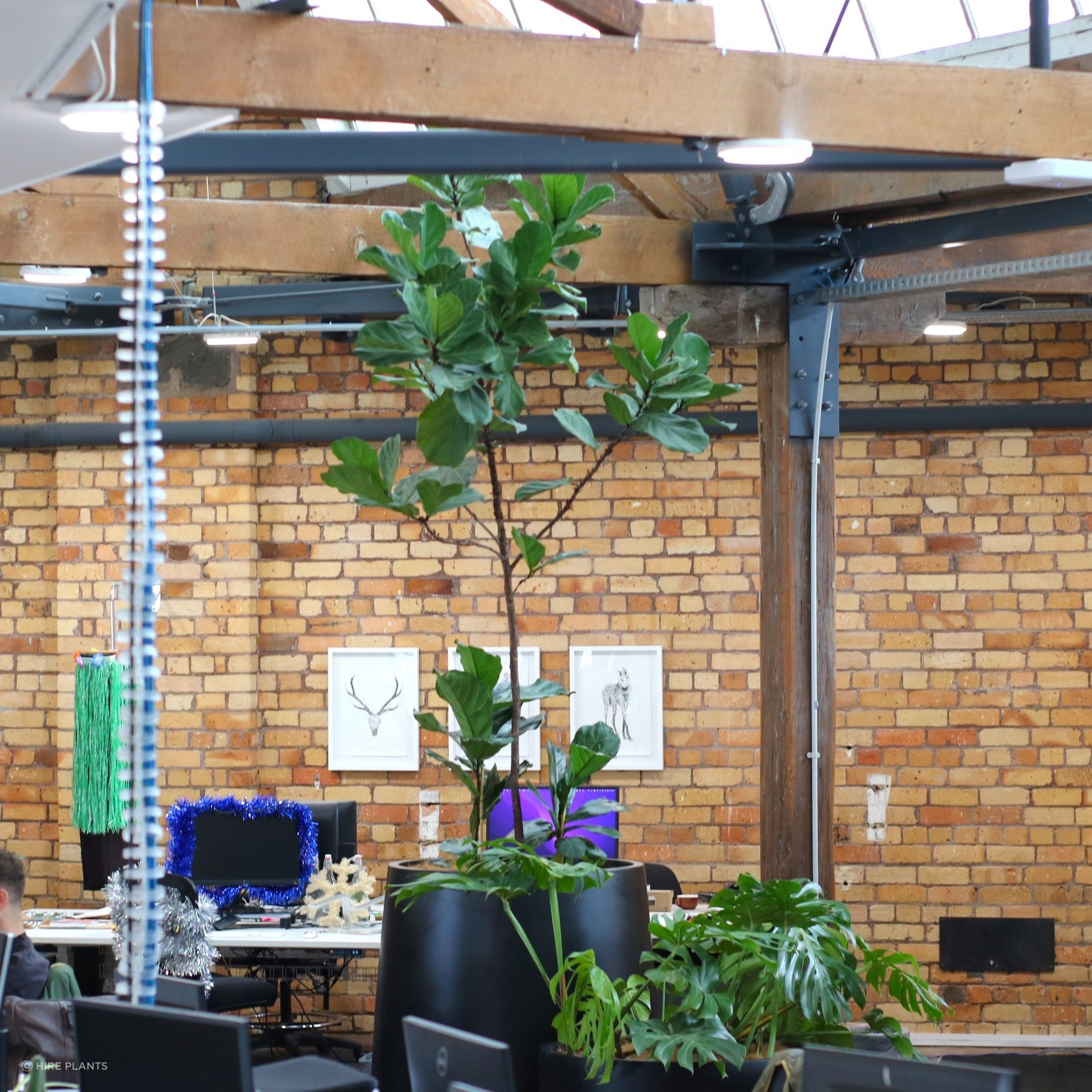 Indoor Plant Hire | Hire Plants gallery detail image