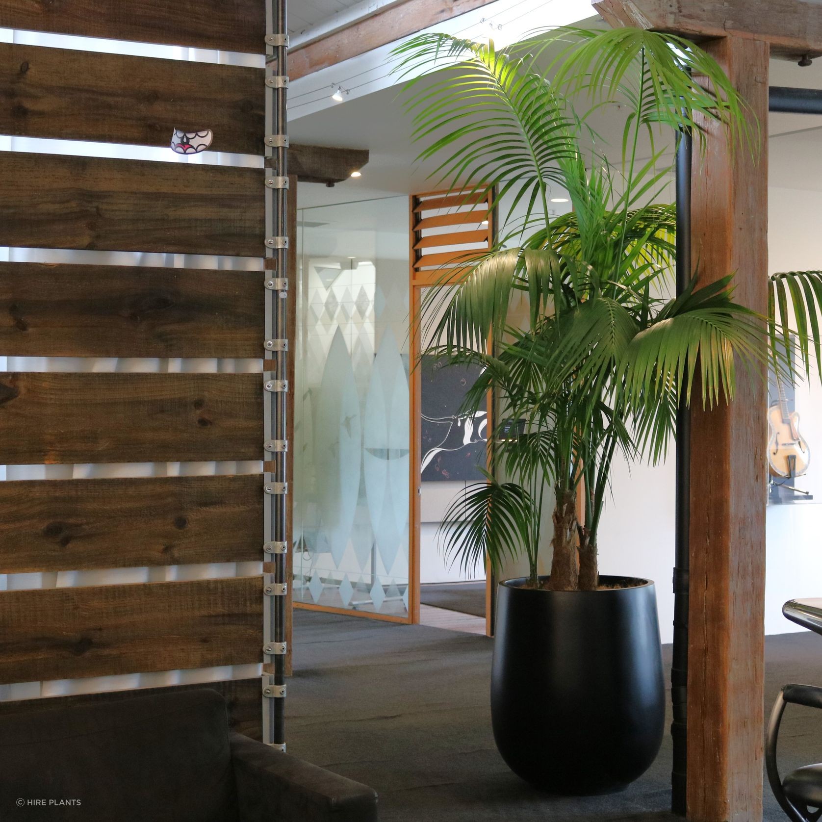 Indoor Plant Hire | Hire Plants gallery detail image
