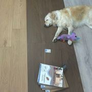 Classic Oak Water Resistant Laminate gallery detail image