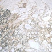 Natural Stone Slabs | Leonica gallery detail image
