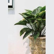 Atlantis - French Planter gallery detail image