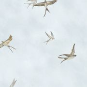 Essentiell Wallpaper (No. 34789) gallery detail image