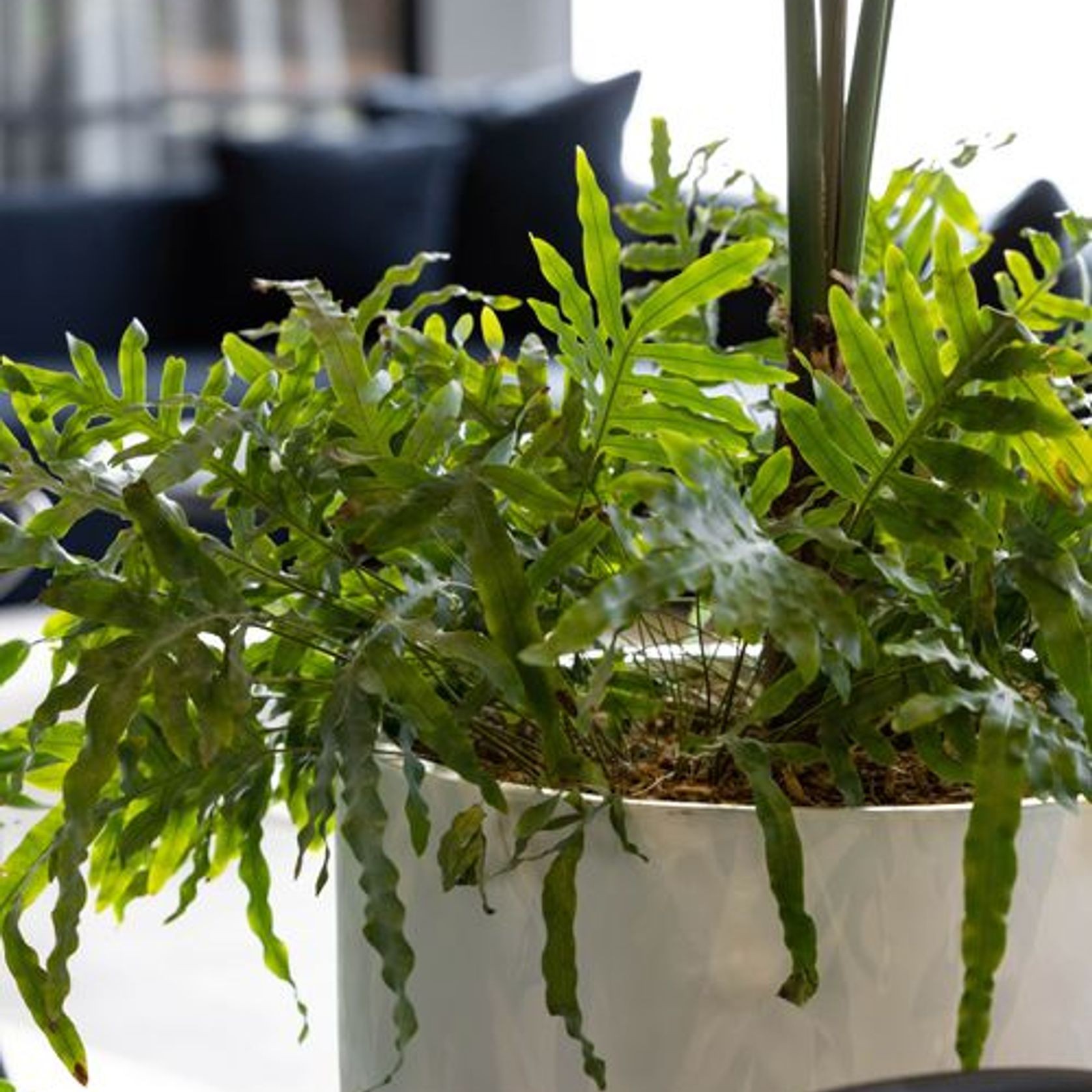 Floor Standing Planters | GreenAir gallery detail image