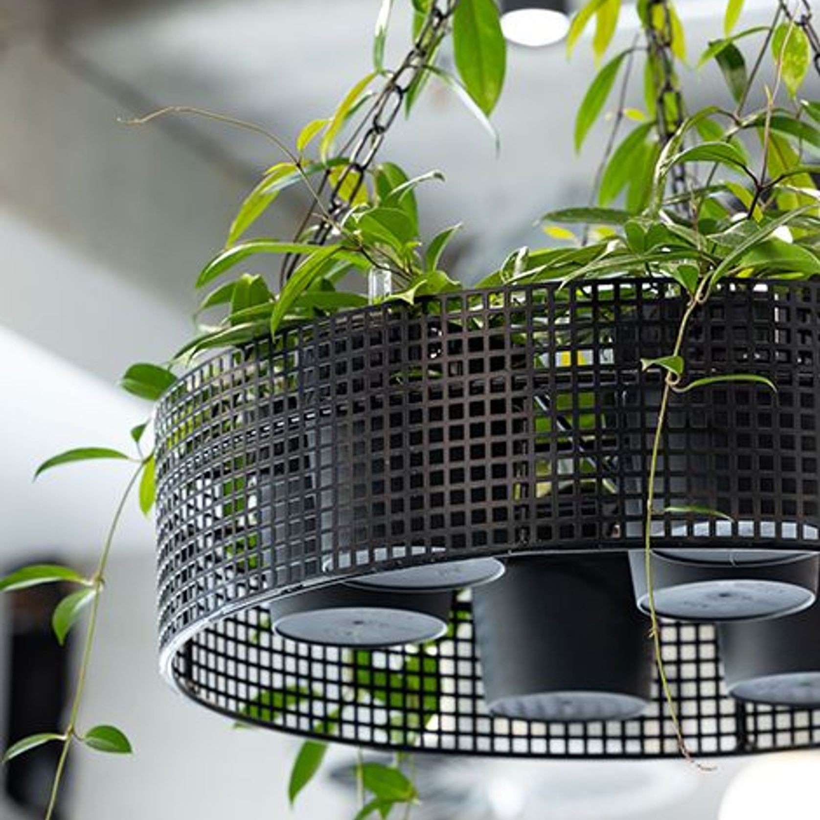 Suspended Plantscapes | GreenAir gallery detail image