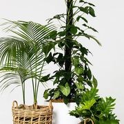 Event Plant Hire | GreenAir gallery detail image